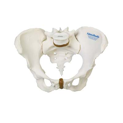 Female Pelvis - AR